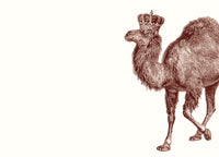 Royal Camel A6 Notes